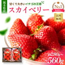 スカイベリー 1パック280g 2パック 合計560g～1.1kg パックあたり7～11粒 栃木県産 JA直送 とちおとめより大きい ギフ…
