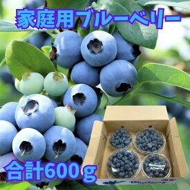 国産 ブルーベリー 訳アリ 600g パック入り JA佐野 送料無料 冷凍 にもおすすめ ヨーグルト パンケーキ トッピング