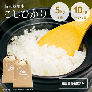 ߘa7NY V ʍ͔| RVqJ _͔|Ԓsgp c_򌟍{ Ȗ،Y Ђ   rice  5L 5kg 10L 10kg ቷqɕۊ JA SUGURONOUEN