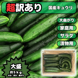 5kg キュウリ 超 訳アリ 太さ大小 曲がり バラバラ お得 きゅうり 大量 5kg 漬物用 お買い得 栃木県産 産地直送 詰合せ セット 訳あり 家庭用 ダイエット お歳暮 運動会 【キュウリD】【キュウリCL】