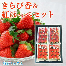 【ご予約商品】静岡　いちごきらぴ香＆紅ほっぺセットいちご冷蔵発送品 フルーツ ギフト プレゼント