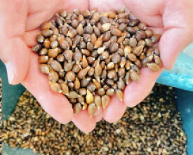 はとむぎ（原穀・無選別）1kg