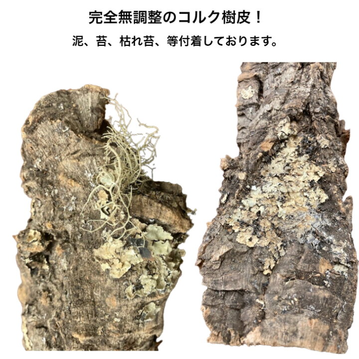 楽天市場】超希少！ 一点物 バージンコルク コルク樹皮 キャノン型 