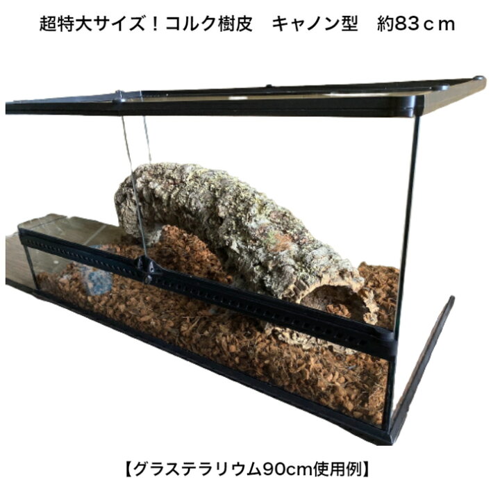 楽天市場】超希少！ 一点物 バージンコルク コルク樹皮 キャノン型 