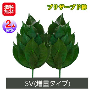 yvU[uh SVTCYzyzy|Cg 2{zvU[uht[    { sv   OgY̍֗tgpYuU[uhI sl