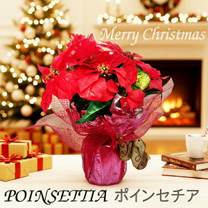  |CZ`A C~e[V t[nEB hLhLz[e RXgR