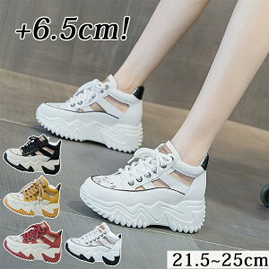 Xj[J[T_ fB[X X|[cT_ X|T T_ q[6.5cm gUP ~[ I[vgD V[Y C  RtH[g tbg ₷ r  y r