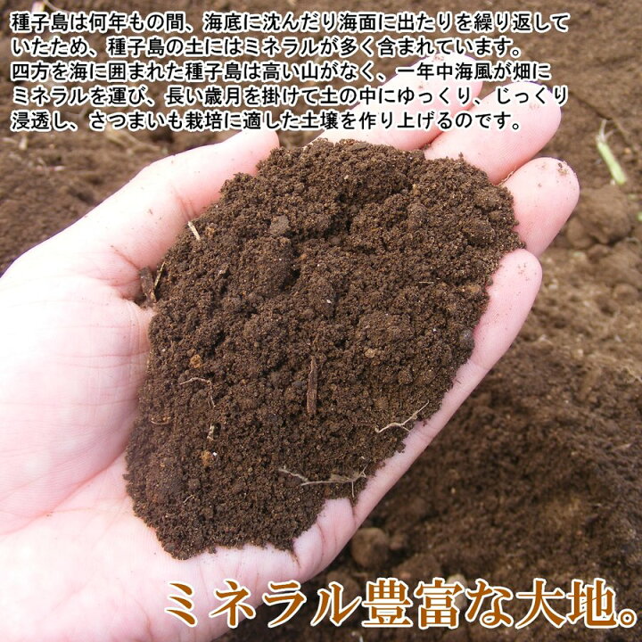 楽天市場】プリン 種子島甘蜜芋みつ姫のブリュレプリン 250g×1本入り ブリュレプリン 秋 ギフト さつまいも 安納芋 スイーツ お歳暮 おやつ 贈り物 : ジャパンファーストフード 楽天市場】プリン 種子島甘蜜芋みつ姫のブリュレプリン 250g×1本入り ブリュレプリン 秋 ギフト さつまいも 安納芋 スイーツ お歳暮 おやつ 贈り物 : ジャパンファーストフード