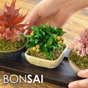 【送料無料】盆栽 枯れないミニ盆栽3点セット 専用トレイ付き ギフト 敬老の日 プレゼント 2019(プリザーブド プリザ 花 苔玉 小盆栽 和風 もみじ ボン...