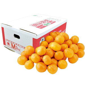 Ε  ʕ Mtg t[c F{Y V݂ 3kg Zbg lߍ킹  { ݂ ~J  k Yi  O Hi Ε 2025 ΕMtg 蕨 