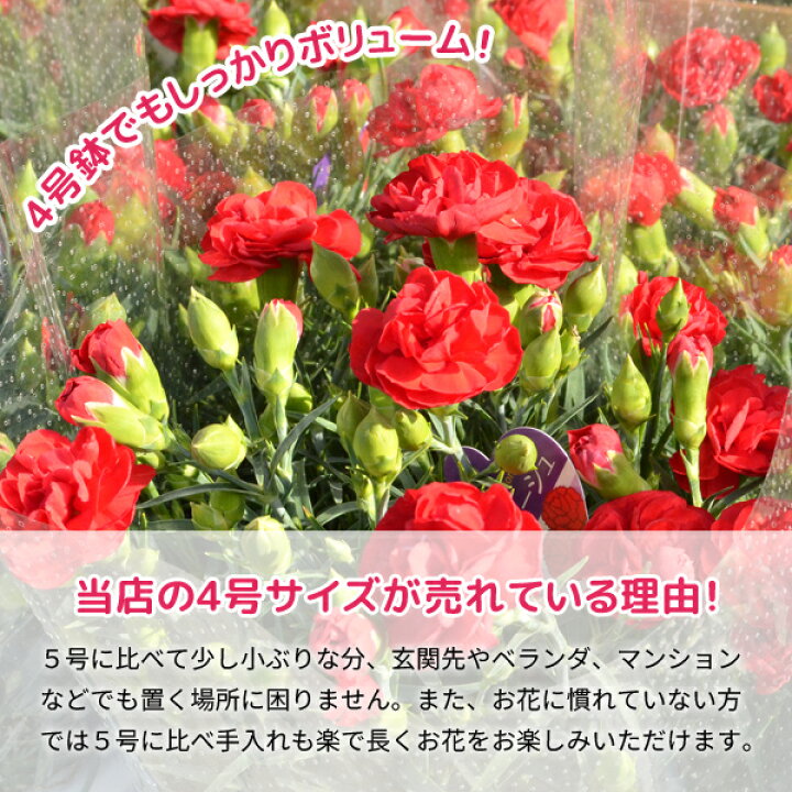 楽天市場 クレジットカード 後払い決済のみ受付可 遅れてごめんね 母の日 プレゼント 母の日ギフト 送料無料 カーネーション 鉢植え 4号鉢 花 ギフト 早割 鉢花 花鉢 22 人気 ランキング おしゃれ 限定 ジャパンギフト