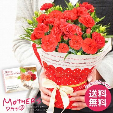 母の日 早割 プレゼント ギフト カーネーション 鉢植え 4号鉢 花 鉢花 花鉢 母の日ギフト 2020 おしゃれ 限定 送料無料｜ROOM - 欲しい! に出会える。