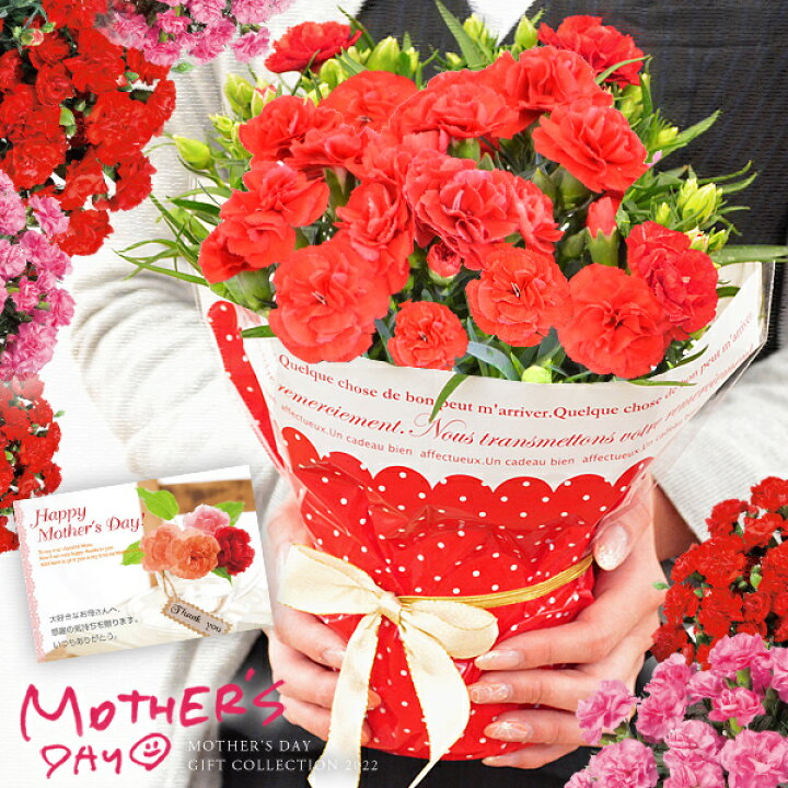 楽天市場 母の日 プレゼント 母の日ギフト 送料無料 カーネーション 鉢植え 4号鉢 花 ギフト 早割 鉢花 花鉢 22 人気 ランキング おしゃれ 限定 ジャパンギフト