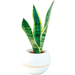 _őSz|CgҌ^ j Ԃ   Ε Mtg ϗtA TZxA ۔ 5 O[  킢 G  CeA ~Mtg oYj j 