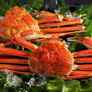 Ε  CN  CY Mtg kCY 킢 p 500g 2 Zbg lߍ킹 YCKj I  痿 ɂ  O Hi Ⓚ Ε 2025 ΕMtg 