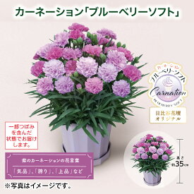 母の日 早割期間中！4/6（月）まで【通常価格3,800円⇒3,420円】母の日 カーネーション「ブルーベリーソフト」 送料込み ギフト プレゼント 贈答 お取り寄せ お土産 (レビュー記入で300円OFFクーポン配布中)