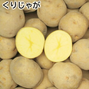 肶Ⴊ  Mtg v[g   yY (r[L300~OFFN[|zz)