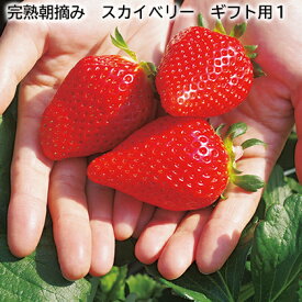 完熟朝摘み スカイベリー ギフト用 スカイベリー スカイベリー 家庭用 送料込み ギフト プレゼント 贈答 お取り寄せ お土産 (レビュー記入で300円OFFクーポン配布中)