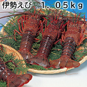 ɐ 520g 1.05kg  Mtg v[g   yY (r[L300~OFFN[|zz)