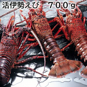 ɐ 350g 700g  Mtg v[g   yY (r[L300~OFFN[|zz)