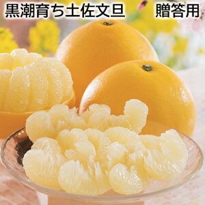 炿yU p ƒp  Mtg v[g   yY (r[L300~OFFN[|zz)