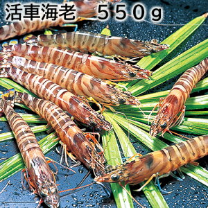 ԊCV 300g 550g  Mtg v[g   yY (r[L300~OFFN[|zz)