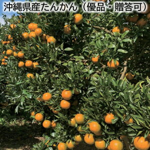 ꌧY񂩂 ƒp DiE  Mtg v[g   yY (r[L300~OFFN[|zz)