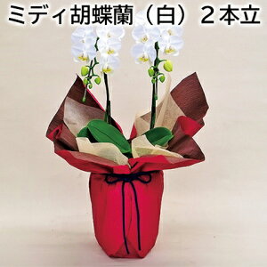 ~fBӒij2{  Mtg v[g   yY (r[L300~OFFN[|zz)