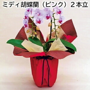 ~fBӒisNj2{  Mtg v[g   yY (r[L300~OFFN[|zz)