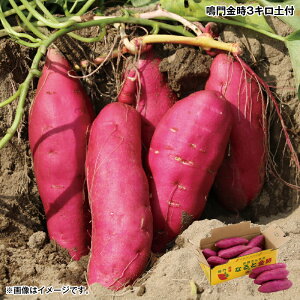 ԒI11/28܂Łyʏ퉿i3,280~2,980~zΕ 3Lyt  Mtg v[g   yY (r[L300~OFFN[|zz)