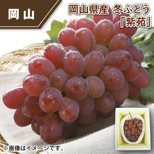 岡山県産 冬ぶどう「紫苑」 送料込み ギフト プレゼント 贈答 お取り寄せ お土産 (レビュー記入で300円OFFクーポン配布中)