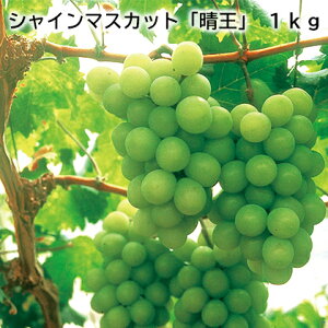 VC}XJbguv 700g 1kg  Mtg v[g   yY (r[L300~OFFN[|zz)