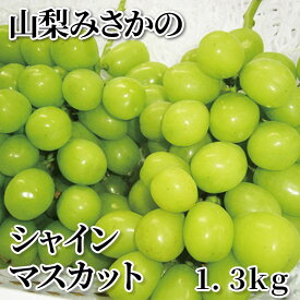 山梨みさかのシャインマスカット　1．3kg 送料込み ギフト プレゼント 贈答 お取り寄せ お土産 (レビュー記入で300円OFFクーポン配布中)