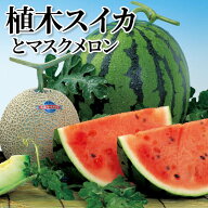 植木スイカとマスクメロン 送料込み ギフト プレゼント 贈答 お取り寄せ お土産 (レビュー記入で300円OFF…