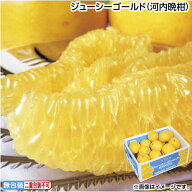 お中元 ジューシーゴールド（河内晩柑） 御中元 夏ギフト ギフト 贈答 送料込み 送料込み ギフト プレゼ…