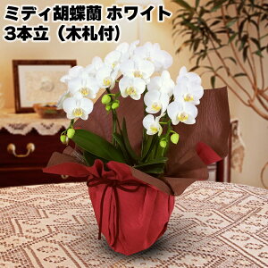 JԒd ~fBӒ 3{i؎Dtj zCg sNn  Mtg v[g   yY (r[L300~OFFN[|zz)