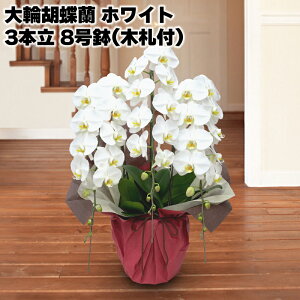 JԒd ֌Ӓ 3{ 8i؎Dtj zCg sNn  Mtg v[g   yY (r[L300~OFFN[|zz)