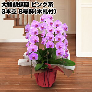 JԒd ֌Ӓ 3{ 8i؎Dtj zCg sNn  Mtg v[g   yY (r[L300~OFFN[|zz)