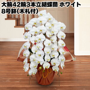 JԒd 423{ӒizCgj8i؎Dtj  Mtg v[g   yY (r[L300~OFFN[|zz)