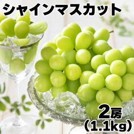 シャインマスカット 2房(1.1kg) 2房(1.2kg) 3房(1.6kg) 4房(2.5kg) 送料込 ギフト プレゼント 贈答 お取り寄せ お土産 (レビュー記入で300円OFFクーポン配布中)
