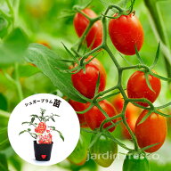 【2026年苗予約受付中】ミニトマト 苗 jardin（ハルディン）高糖度 トマト シュガープラム 苗 3ポットセ…