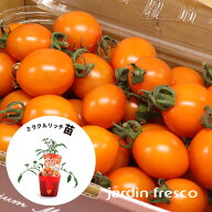 【2026年苗予約受付中】ミニトマト 苗 jardin（ハルディン）高糖度 トマト ミラクルリッチ 苗 3ポットセ…