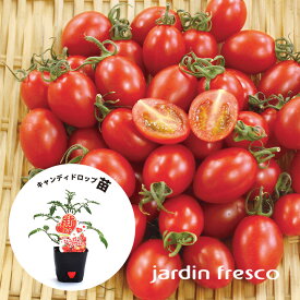 【2026年苗予約受付中】ミニトマト 苗 jardin（ハルディン） 高糖度 トマト キャンディドロップ 苗 3ポットセット～【jardin／ハルディン】