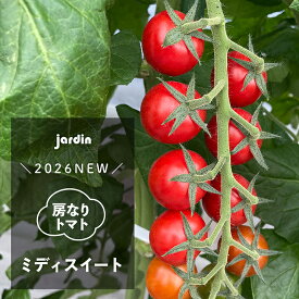 【予約販売／2026年3月下旬以降発送予定】＼2026NEW／房なりトマト ミディスイート 苗 2・4・6ポット【9cmポット】【jardin／ハルディン】