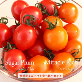 高糖度ミニトマト食べ比べセット／シュガープラム500g + ミラクルリッチ500g【jardin／ハルディン】