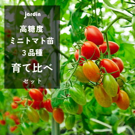 【2026年苗予約受付中】ミニトマト 苗 jardin（ハルディン）高糖度 トマト 育て比べ 選べる3ポットセット