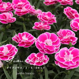 【予約販売／3月上旬以降順次発送】花苗 ダイアンサス あなたにキュン苗セット 2・4・6ポット【jardin／ハルディン】
