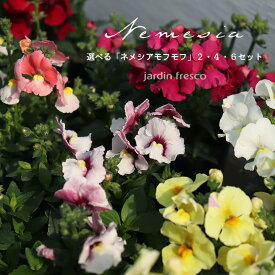 花苗 選べる ネメシア モフモフ苗 セット 2・4・6ポット 農場直送【jardin／ハルディン】