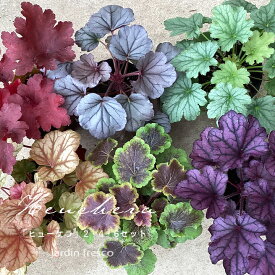 【2月下旬より順次発送】選べる ヒューケラ 苗 多年草 9cmポット 2～6セット【jardin／ハルディン】