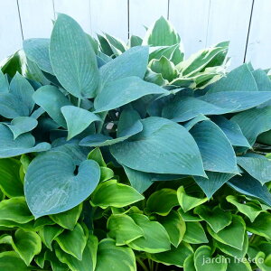 �y�\��̔��^2026�N4�����{�ȍ~���������\��z�J���[���[�t �I�ׂ�z�X�^�c 2�E4�E6�|�b�g�y9cm�|�b�g�z�yjardin�^�n���f�B���z